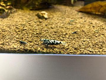 Galaxy fishbone black ( Vin ) beschikbaar voor biedingen