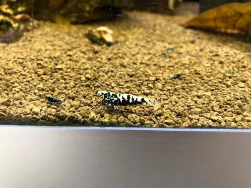 Galaxy fishbone black ( Vin ), Dieren en Toebehoren, Vissen | Aquariumvissen, Zoetwatervis, Kreeft, Krab of Garnaal, Schoolvis
