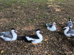 jonge muskus eenden, Dieren en Toebehoren, Pluimvee, Meerdere dieren, Eend