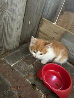 Boerderij kittens, Dieren en Toebehoren, Katten en Kittens | Overige Katten