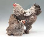 GEZOCHT Brahma kriel hennen, Dieren en Toebehoren, Pluimvee, Vrouwelijk, Kip