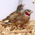 Gezocht pop (pen) bandvink, Vrouwelijk