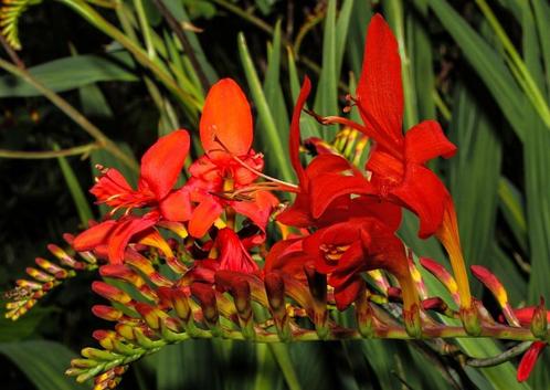 Crocosmia 7 populaire soorten |Prachtige zomerbloeiers, Tuin en Terras, Planten | Tuinplanten, Vaste plant, Overige soorten, Volle zon