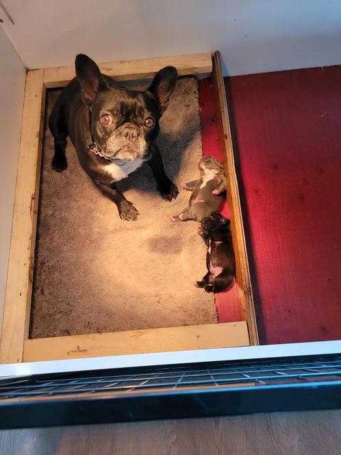 Franse Bulldog Pup , Nog 1 zwart reutje, Dieren en Toebehoren, Honden | Bulldogs, Pinschers en Molossers, Meerdere dieren, Bulldog