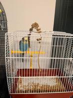 Vogel te koop met kooi, Dieren en Toebehoren, Vogels | Parkieten en Papegaaien, Mannelijk, Parkiet