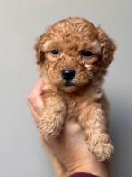 Mini (Labra)doodle pups 🐶🐾 zoeken forever home, Dieren en Toebehoren, Overige rassen, CDV (hondenziekte), 8 tot 15 weken, Meerdere