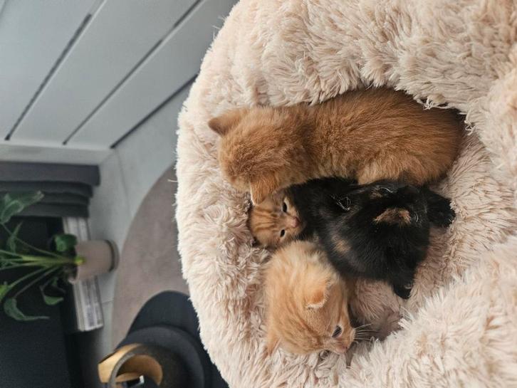 Kittens, Dieren en Toebehoren, Katten en Kittens | Overige Katten, Kortharig, Geslacht onbekend, 0 tot 2 jaar