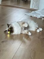 Heilige birmaan poes 5 jaar oud, mega kroelkont, Poes
