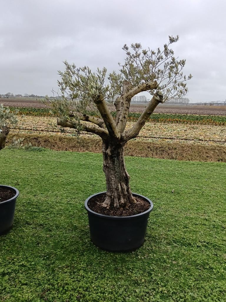 Olijfboom, Tuin en Terras, Planten | Bomen, Bloeit niet, 100 tot 250 cm, Olijfboom, Ophalen