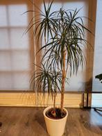 Dracaena marginata, including pot, Ophalen, Halfschaduw, In pot, 150 tot 200 cm