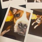 Amerikaanse pitbull bulldog, Ophalen of Verzenden, Zo goed als nieuw