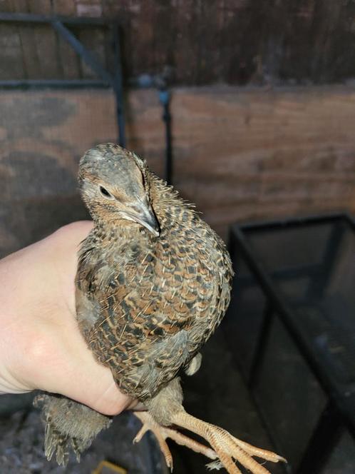 Jonge japanse kwartel hennen, Dieren en Toebehoren, Pluimvee, Overige soorten, Vrouwelijk