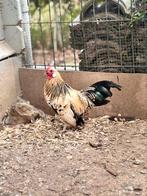 Java krielen citroen porselein (zeldzaam!), Dieren en Toebehoren, Pluimvee, Meerdere dieren, Kip