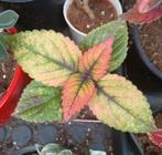 Coleus Amazonia 💛🩷, Ophalen of Verzenden, Overige soorten, Minder dan 100 cm