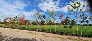 Groot assortiment bomen!! meerstammig, bloeiend, hoogstam beschikbaar voor biedingen