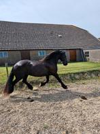 Prachtige 7 jarige fries (v. TAKE 455), Dieren en Toebehoren, Paarden, Met stamboom, B, Ruin, 7 tot 10 jaar