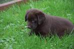 Chocoladebruine labrador pup reu, Reu, 8 tot 15 weken, Labrador retriever, CDV (hondenziekte)