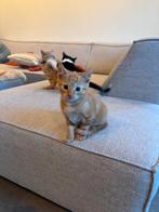 4 lieve kittens, Meerdere dieren