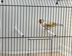 Major Putter Man Te Koop, Dieren en Toebehoren, Vogels | Overige Vogels, Mannelijk, Wildzangvogel, Geringd