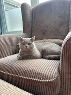 Britse korthaar lilac dek kater (niet te koop)!, Dieren en Toebehoren, Katten en Kittens | Raskatten | Korthaar, Kater, Ingeënt