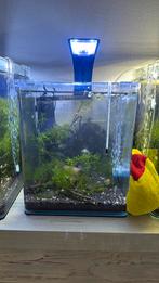 Dennerle 20L nano cube / compleet voor garnalen, Dieren en Toebehoren, Vissen | Aquaria en Toebehoren, Ophalen, Zo goed als nieuw