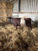 Lakenvelder stier te koop, Dieren en Toebehoren, Mannelijk, 0 tot 2 jaar