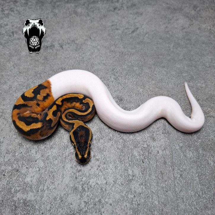 0.1 Mandarin Pied NK25 ballpython (python regius)