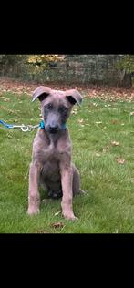 Mechelse herder pup (reutje), Dieren en Toebehoren, Honden | Herdershonden en Veedrijvers, Reu, CDV (hondenziekte), 8 tot 15 weken