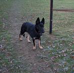 goede thuis gezocht voor duitse herder, Teef, Eén hond, 3 tot 5 jaar, Herder