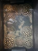 Bigspot male pup potamotrygon, Vis, Zoetwatervis