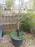 Appelboom red love pink Lady moet de grond in gratis zie ad, Tuin en Terras, Planten | Fruitbomen, Ophalen, Lente, In pot, Halfschaduw