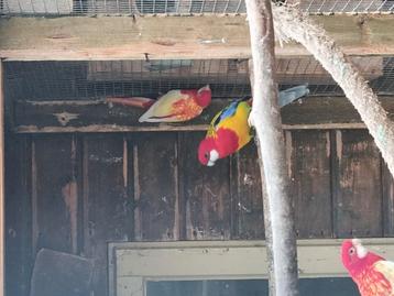 Verschillende soorten kromsnavels, kanaries en tropen  beschikbaar voor biedingen