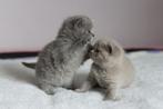 Nog twee britse korthaar zusjes beschikbaar!, Dieren en Toebehoren, Katten en Kittens | Raskatten | Korthaar, Poes, Gechipt, 0 tot 2 jaar