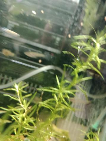 Jonge guppen gratis ophalen ongeveer 10 stuks  beschikbaar voor biedingen