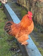 Cochin kriel haan, Dieren en Toebehoren, Pluimvee, Mannelijk, Kip