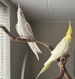 Te koop: 2 Valkparkieten (Albino & Lutino), Geslacht onbekend, Parkiet, Tam