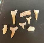 Bodemvondst….Oude Haaientanden, Verzamelen, Mineralen en Fossielen, Ophalen of Verzenden