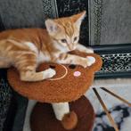 Kitten, Ophalen