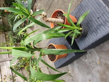 3 Yucca planten .  beschikbaar voor biedingen