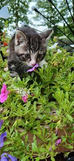 Lief klein mooi katertje, Kater