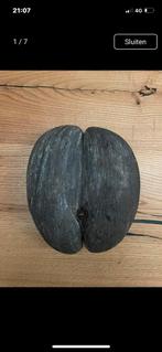 Coco de mer/coco de fesse/Sea Coco..., Antiek en Kunst, Ophalen of Verzenden