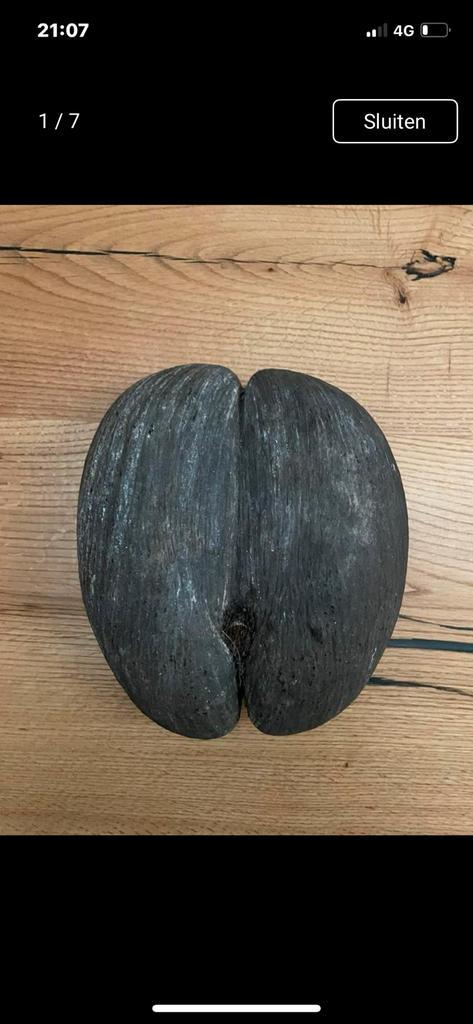 Coco de mer/coco de fesse/Sea Coco..., Antiek en Kunst, Curiosa en Brocante, Ophalen of Verzenden