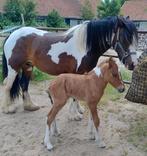 Kruising Tinker veulen, Dieren en Toebehoren, Hengst, 0 tot 2 jaar