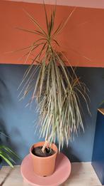 Mooie Dracena kamerplant inclusief pot 180 cm hoog, Ophalen, Overige soorten, Halfschaduw, In pot