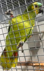 1-1 Blauwvoorhoofd Amazone, Meerdere dieren, Papegaai, Geringd