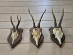 3 Mooie Ree Geweien samen € 21 Mancave Jacht Landelijk b82, Ophalen of Verzenden, Hert, Gewei of Kop