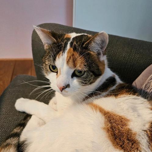 Poes Jazz, 3 jaar (incl. toebehoren), Dieren en Toebehoren, Katten en Kittens | Overige Katten, Kortharig, Poes, 3 tot 5 jaar