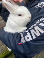 Lief mannetjes konijn zoekt en nieuw huisje, Dieren en Toebehoren, Konijnen, Mannelijk, Middelgroot, 0 tot 2 jaar