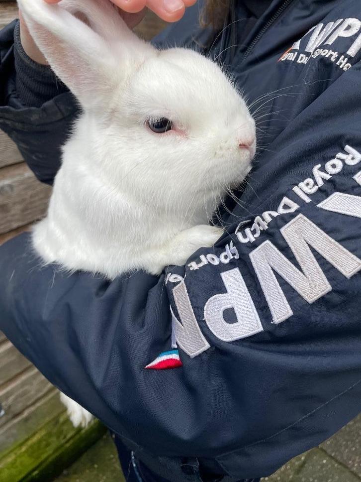 Lief mannetjes konijn zoekt en nieuw huisje, Dieren en Toebehoren, Konijnen, Middelgroot, Mannelijk, 0 tot 2 jaar
