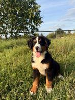 Berner sennen pup, België, Particulier, Rabiës (hondsdolheid), Reu